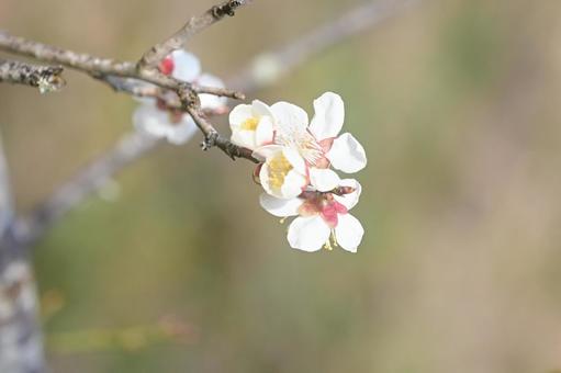 ピンクの梅の花 拡大 ピンクの梅の花 拡大 の写真