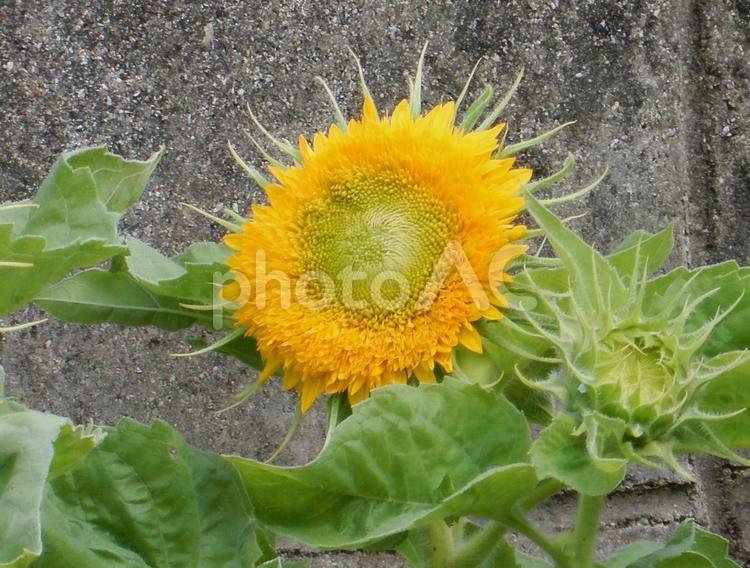 【花の写真】ヒマワリ（向日葵） ヒマワリ,向日葵,花の写真素材
