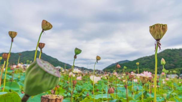 蓮の花 蓮の花の写真