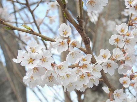 桜の花のアップの写真