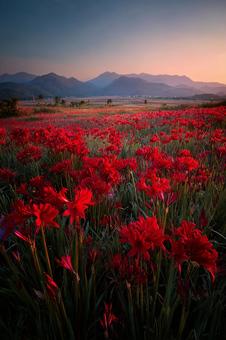 夕焼けに染まる赤い花畑と山々 夕焼けに染まる赤い花畑と山々の写真