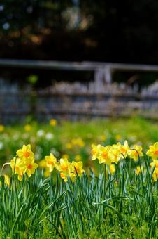 スイセンの花 スイセン,水仙,花の写真素材