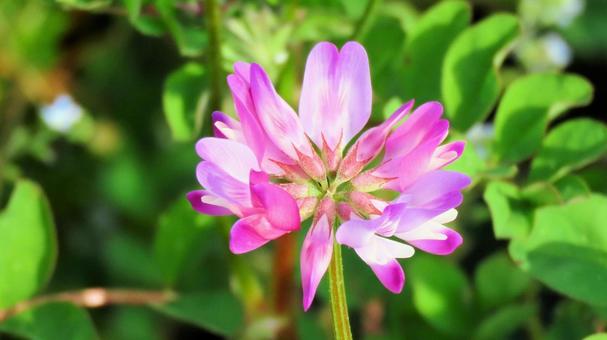 Chinese milk vetch blooming in a rice field in spring, JPG