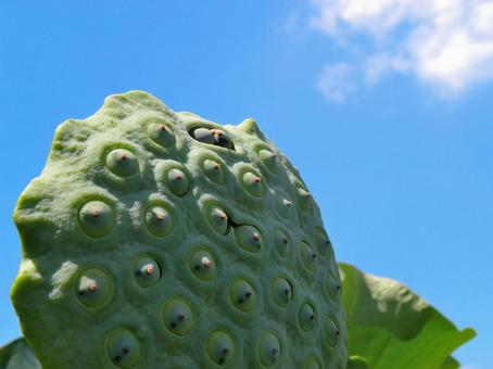 ハスの実のイメージ_04 ハスの実のイメージ_04 ハス,実,種子の写真素材
