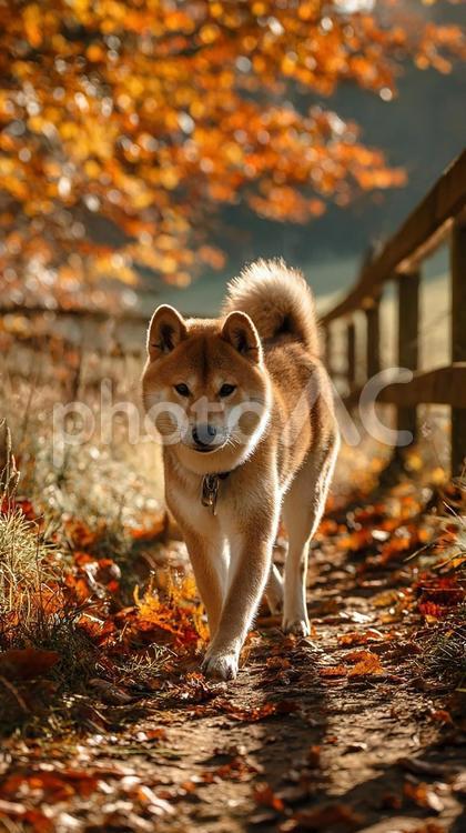 穏やかな表情の柴犬 柴犬,犬,子犬の写真素材
