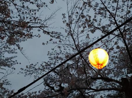 Photo, april, sakura, cherry blossoms, 