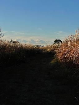 秋晴れの空とすすきの野原の道 秋晴れの空とすすきの野原の道の写真