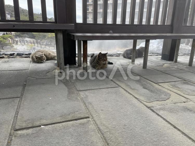 仲間とゆったり猫 ネコ,猫,ねこの写真素材