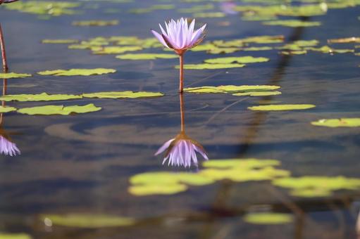 Pale purple water lilies reflected on the water surface, JPG Pale purple water lilies reflected on the water surface, JPG