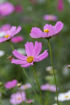 Pretty pink cosmos, JPG
