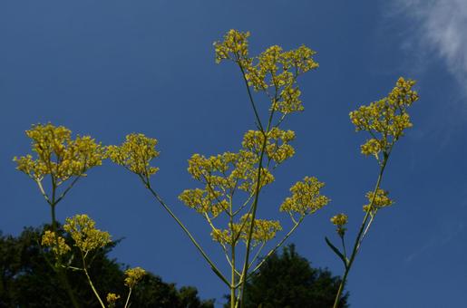 夏の花:オミナエシ3 夏の花:オミナエシ3 植物,オミナエシ,女郎花の写真素材