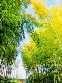 竹 竹の写真