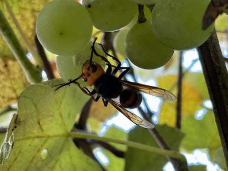 ブドウを食べるスズメバチ スズメバチ,ブドウ,ハチの写真素材