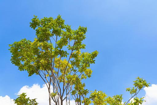 青空と木 青空と木 青空,新緑,夏の写真素材