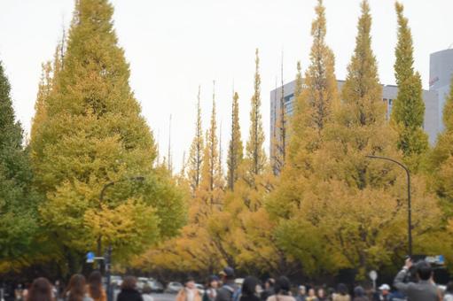イチョウ イチョウ 植物,風景,秋の写真素材