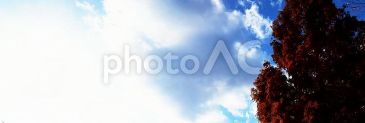 秋の空　紅葉の木と青空と雲 日差し,青空,雲の写真素材