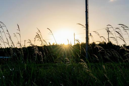 夕日に照らされるススキ ススキ,夕焼け,夕日の写真素材