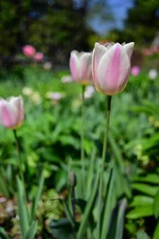 Tulips, JPG Tulips, JPG