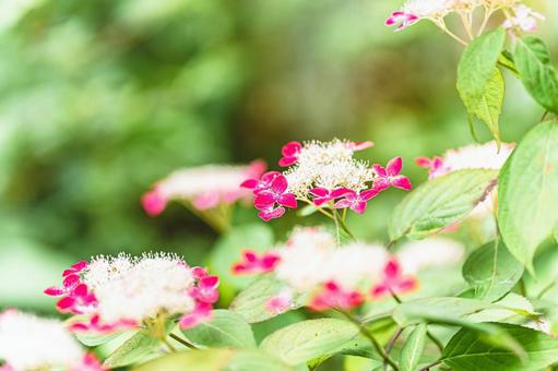 あじさい あじさい,紫陽花,アジサイの写真素材