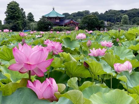 ハス ハス ハス,蓮,花びらの写真素材