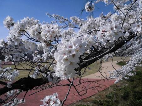 サクラの花 桜,花,さくらの写真素材