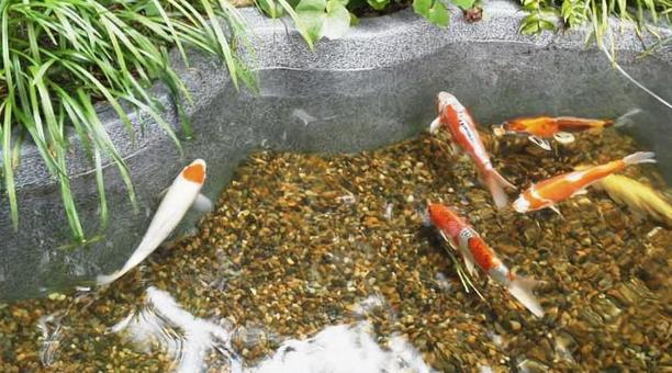 水槽で泳いでいる鯉の写真