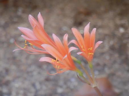 【花の写真】庭に咲くキツネノカミソリ 【花の写真】庭に咲くキツネノカミソリの写真