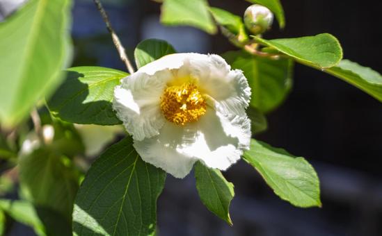 夏ツバキの白い花 夏ツバキの白い花の写真