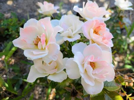 バラ バラ バラ,薔薇,白バラの写真素材