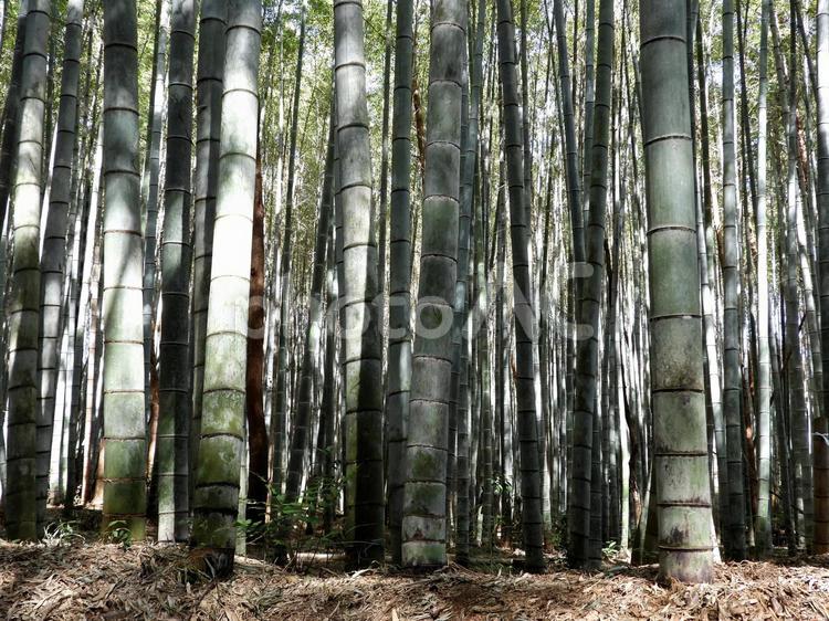 竹林（美濃田竹林街道） 美濃田竹林街道,竹林,竹林街道の写真素材