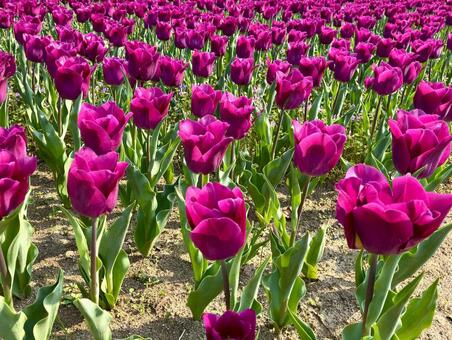 満開のチューリップ チューリップ,花,赤紫の写真素材