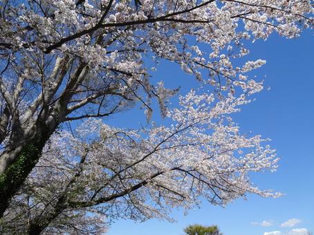 Photo, april, cherry blossoms, petal, 
