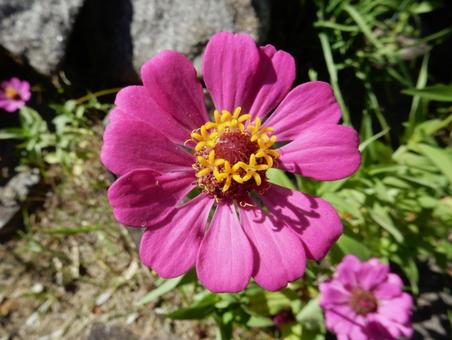 【花の写真】 ヒャクニチソウ（百日草の写真