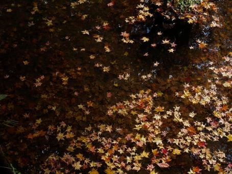 水面に浮かぶもみじ 紅葉,もみじ,水面の写真素材