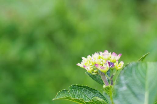 緑の静寂に芽吹く、アジサイの彩り 緑の静寂に芽吹く、アジサイの彩り アジサイ,紫陽花,蕾の写真素材