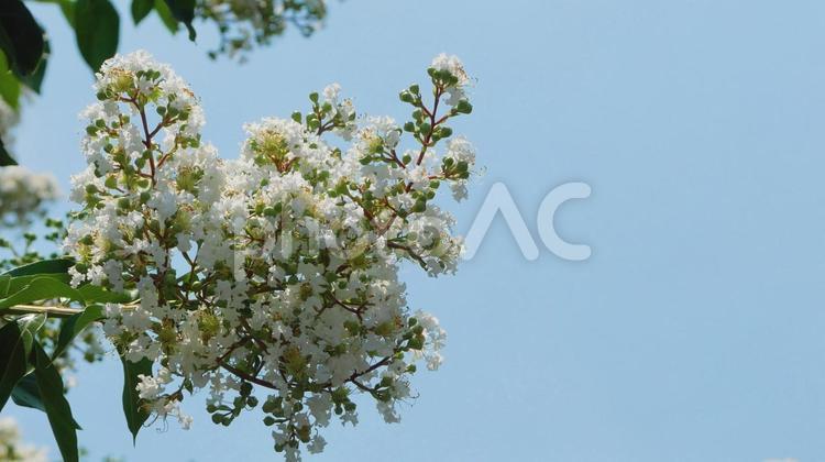 かき氷のようなサルスベリフレーム サルスベリ,白,ホワイトの写真素材