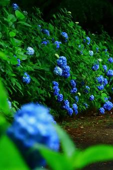 梅雨や紫陽花のイメージ 梅雨や紫陽花のイメージの写真
