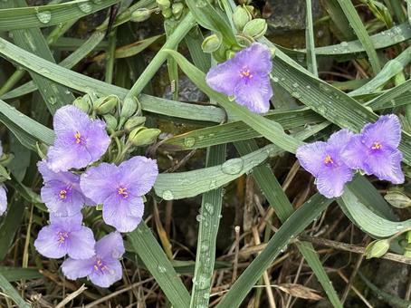 ムラサキツユクサの花。 ムラサキツユクサの花。 ムラサキツユクサ,紫露草,梅雨の写真素材
