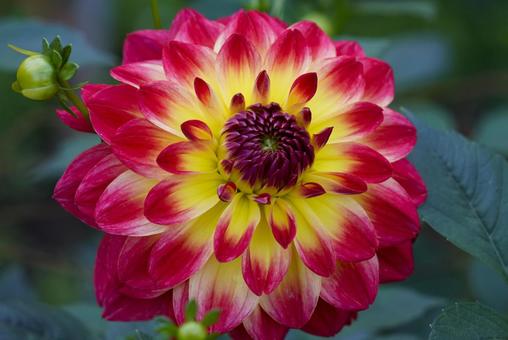 色鮮やかなダリア 色鮮やかなダリア ダリア,花,美しいの写真素材