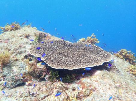 テーブルサンゴ テーブルサンゴ,サンゴ,珊瑚の写真素材