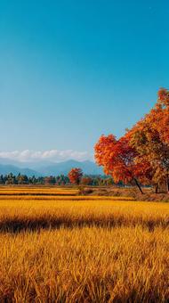 紅葉の額縁から見た秋の風景 紅葉の額縁から見た秋の風景の写真