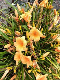 花 花 花,植物,オレンジの写真素材