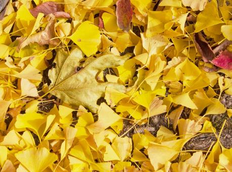 イチョウの落ち葉 秋,イチョウ,銀杏の写真素材