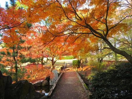 秋の公園風景 秋,紅葉,きれいの写真素材