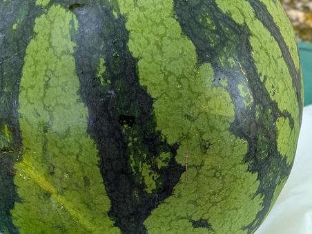 Watermelon Up 2, JPG