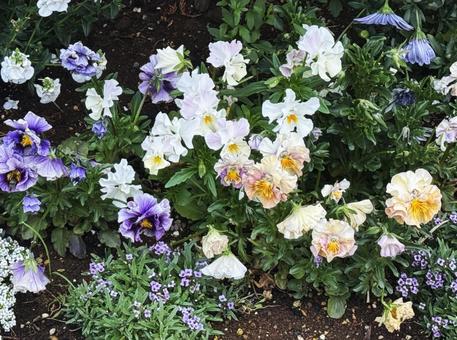寄せ植え 寄せ植え 寄せ植え,ガーデニング,かわいいの写真素材