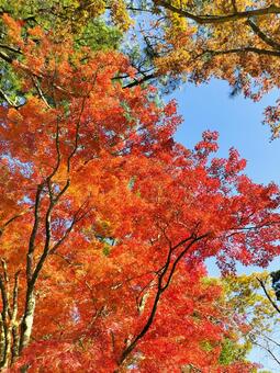 紅葉のもみじ林　伊豆の修善寺虹の郷にて 紅葉,モミジ,紅葉狩りの写真素材