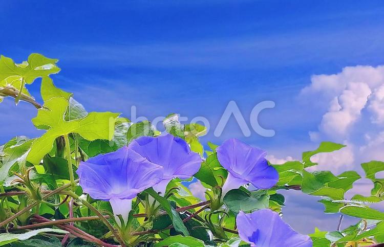 夏イメージ素材/青紫の朝顔と夏空 朝顔,夏空,夏の写真素材