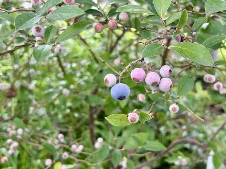 Blueberry fruit on a blueberry tree, JPG