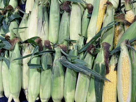 野菜・トウモロコシ 野菜・トウモロコシ トウモロコシ,トウキビ,コーンの写真素材